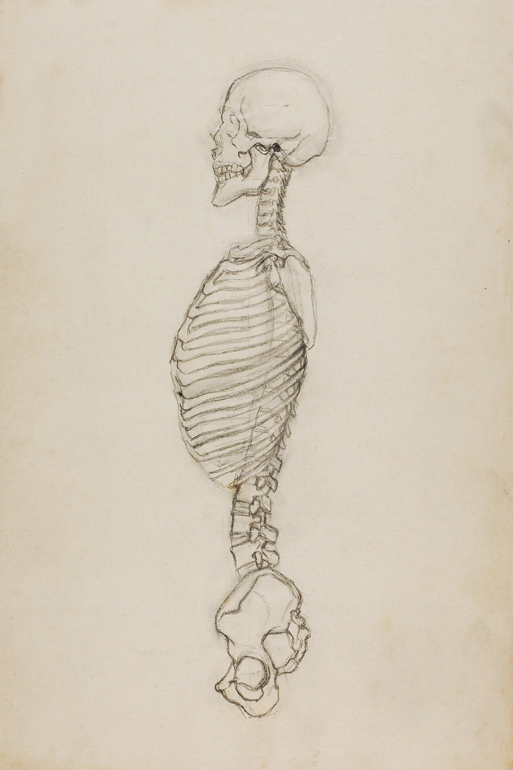 Side View Skeleton