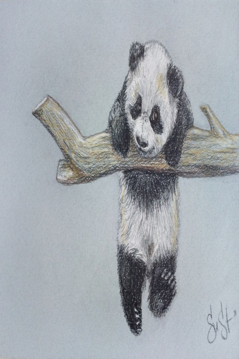 Small Panda Pencil drawing by Suzana Stanoeva  Artfinder