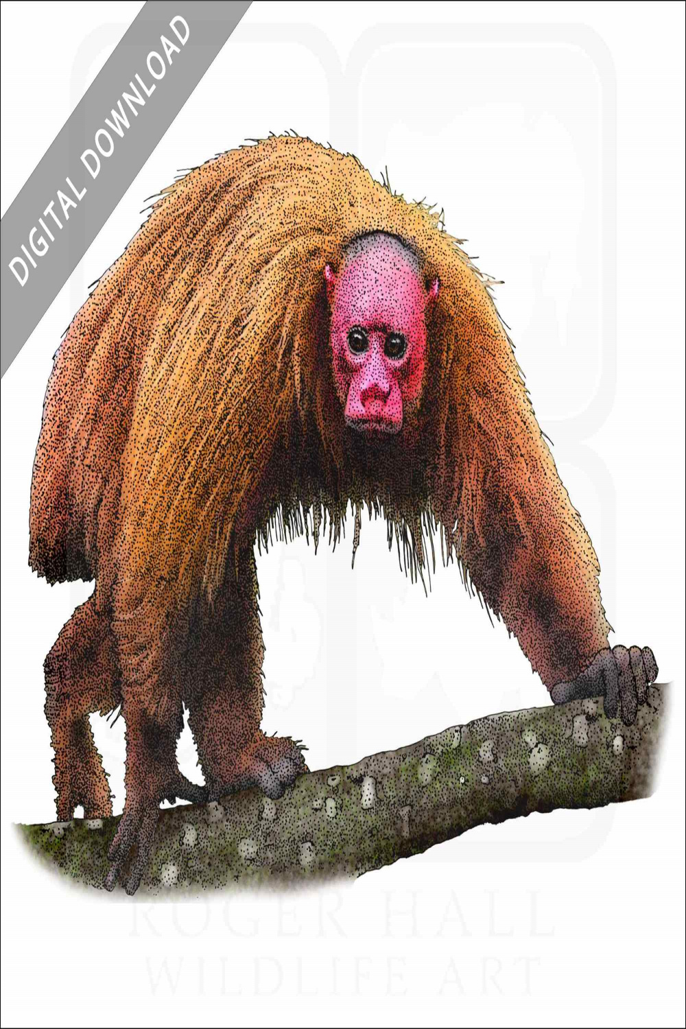 Stock Art Drawing of a Bald Uakari