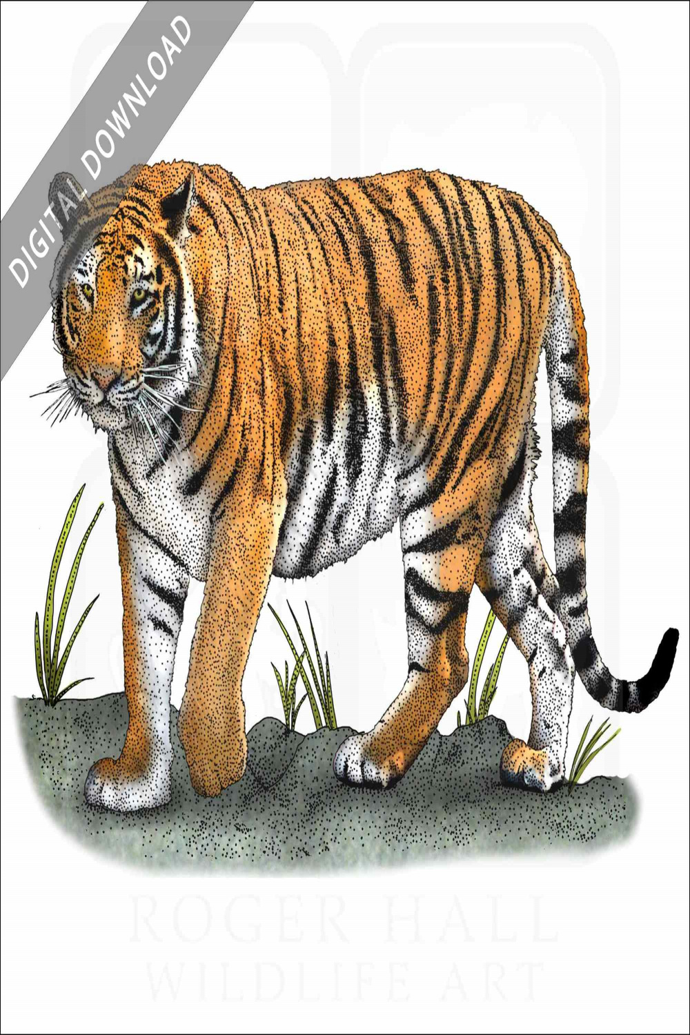 Stock Art Drawing of a Bengal Tiger