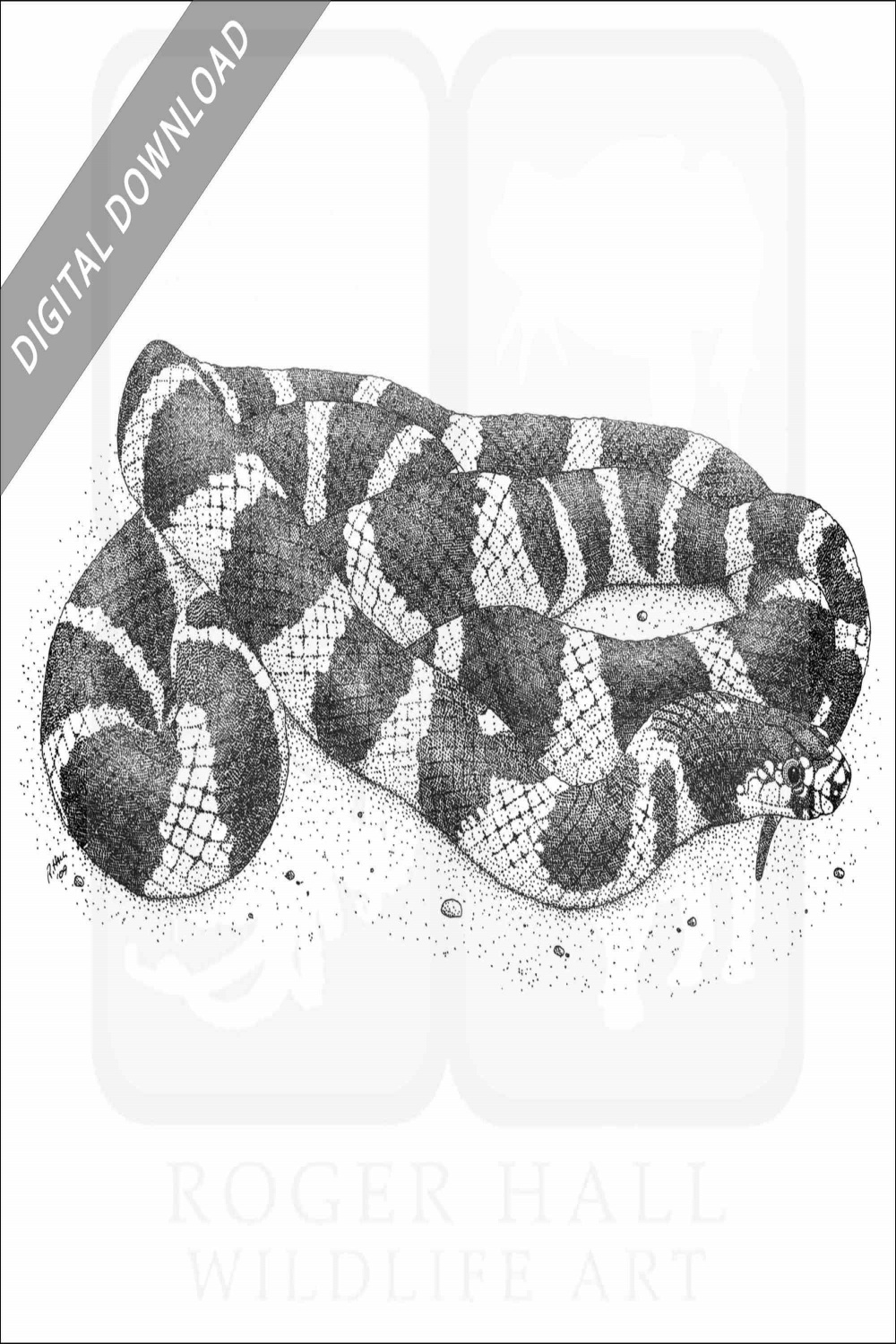 Stock Art Drawing of a California Kingsnake