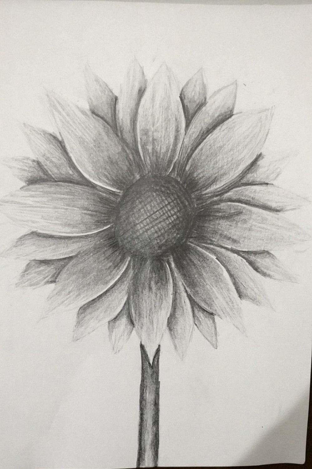 Sunflower in pencil  Sunflower drawing, Realistic flower drawing