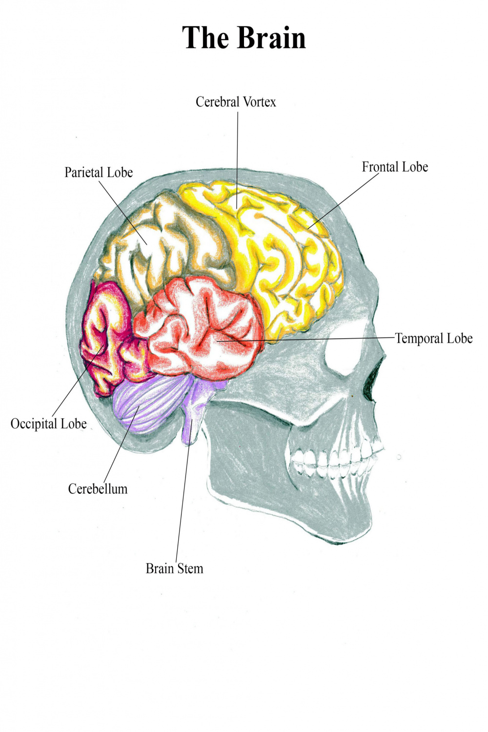 The Brain Lateral View Label  Art Sphere Inc.