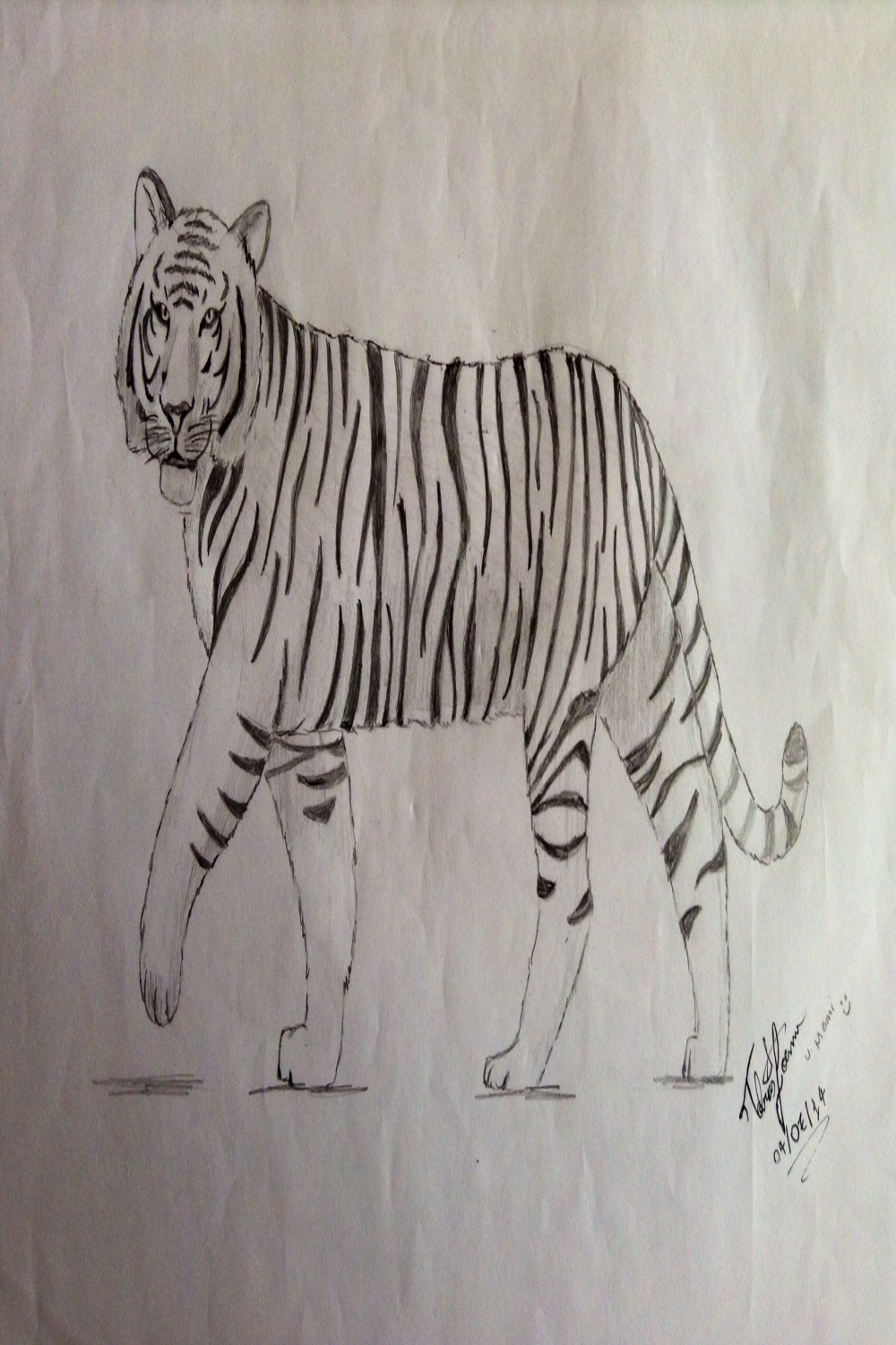 Tiger simple Drawing  Tiger sketch, Easy drawings, Tiger drawing