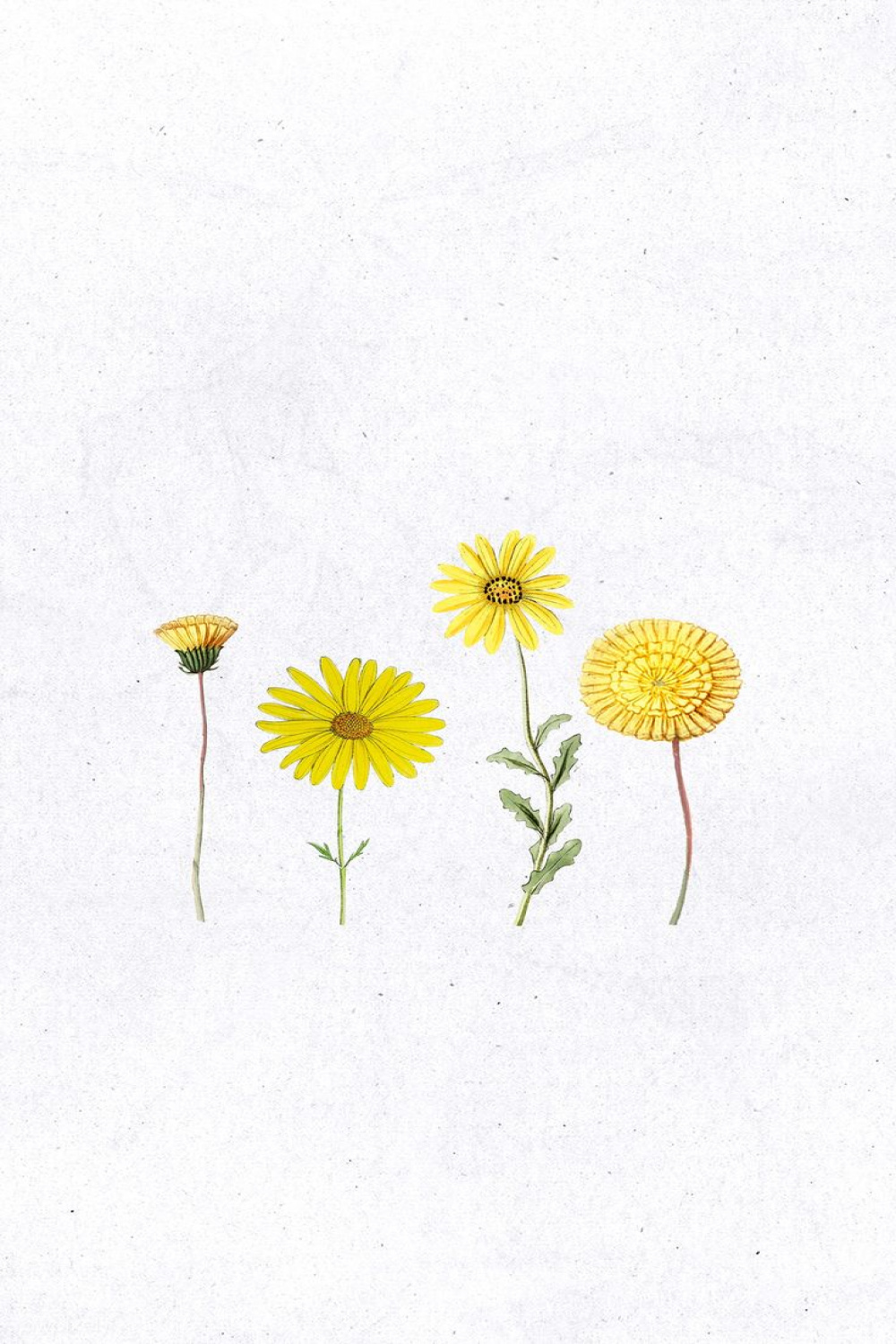 Various hand drawn yellow flower mobile wallpaper  premium image