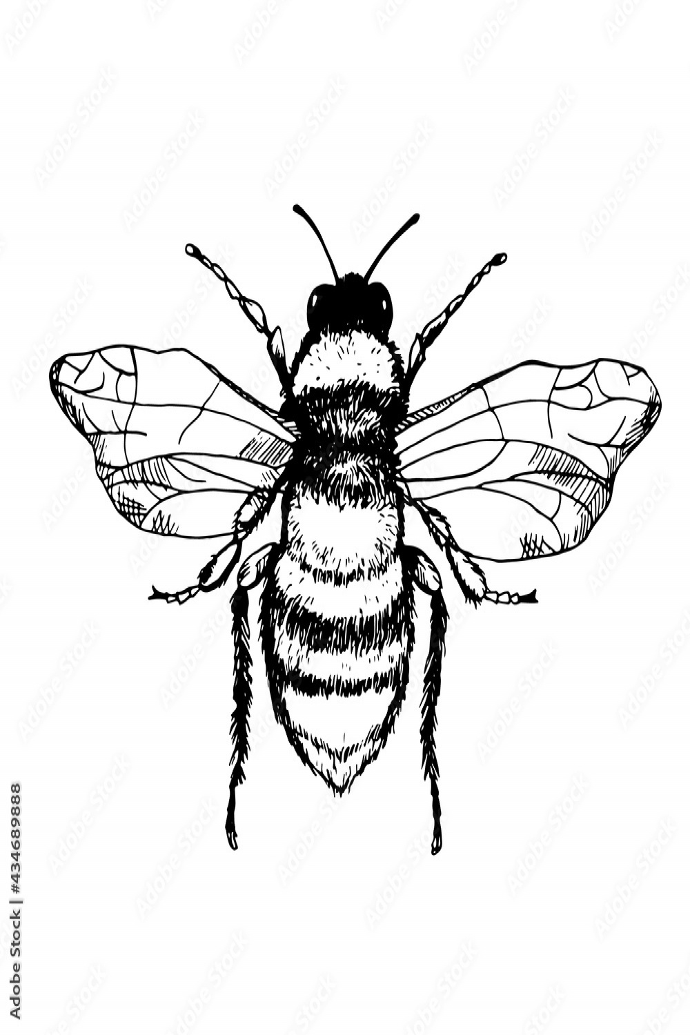 Vector engraving illustration of honey bee isolated on white