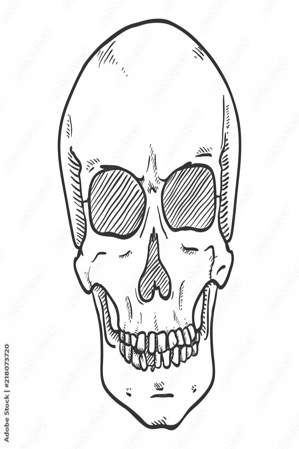 Vector Sketch Illustration - Human Skull. Front View