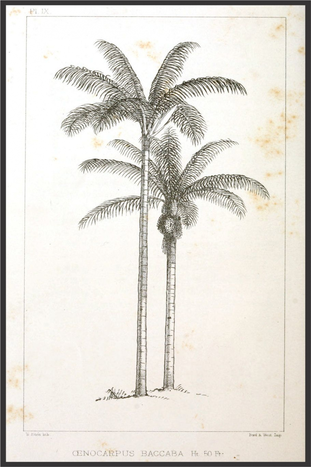 Vintage Palm Tree Drawing Posters Set of  Posters high - Etsy