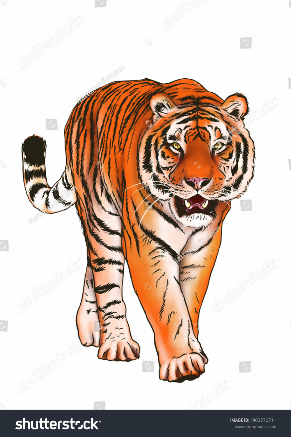 Walking Tiger Drawing On White Background Stock Illustration