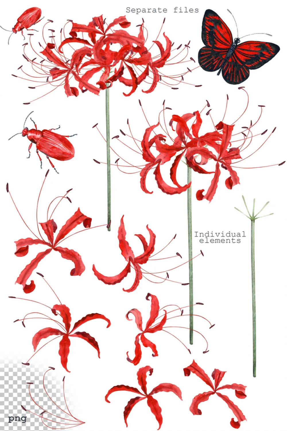 Watercolor Red Spider Lily Clipart Floral Clipart  Etsy in