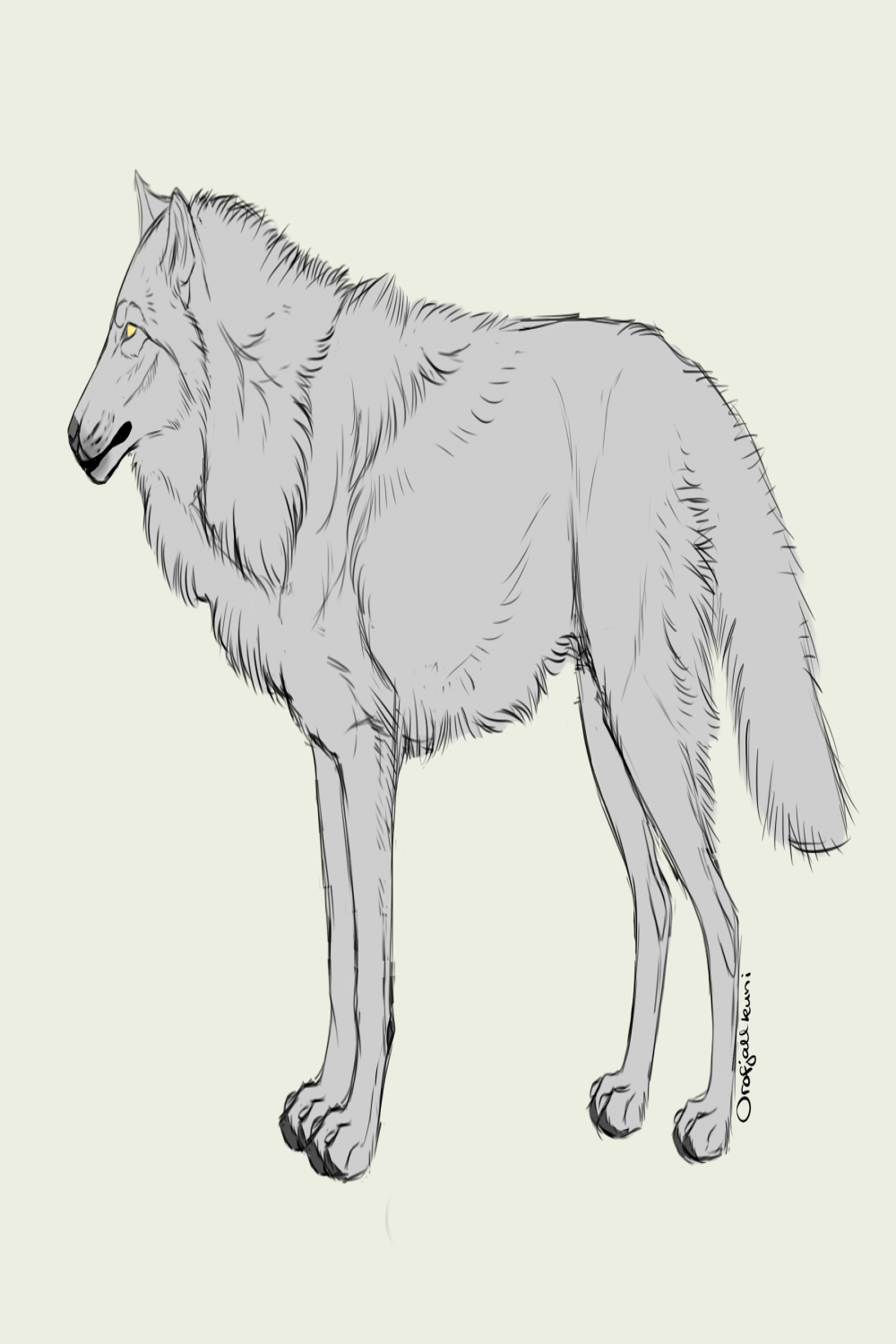 Wolf Base (free to use) by Orofjallkuni on DeviantArt