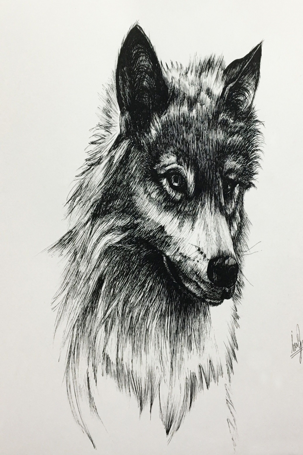 Wolf ink drawing  Zeichnen, Malen