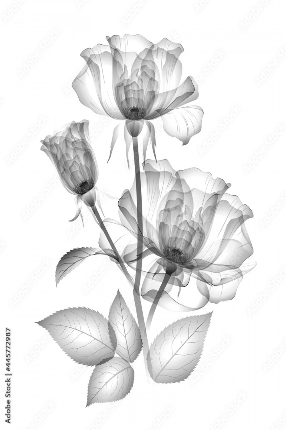 x-ray image of a flower isolated on white, the rose d