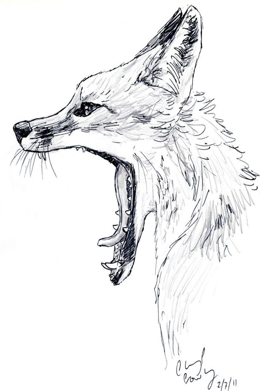 Yawning Fox by silvercrossfox on DeviantArt  Fox drawing, Animal