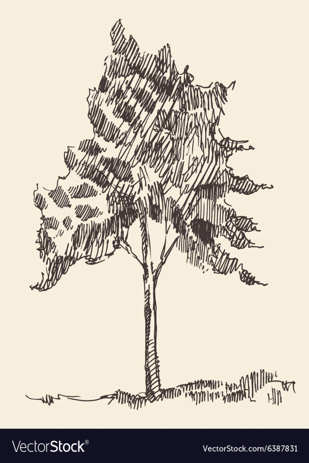 Young tree vintage hand drawn sketch Royalty Free Vector