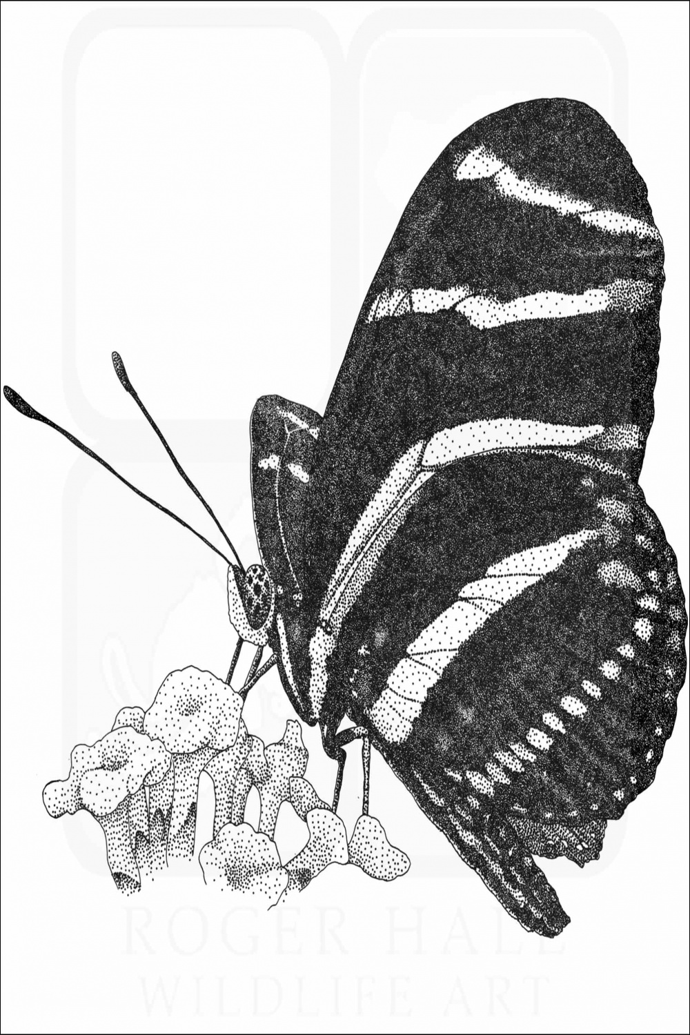 Zebra Longwing Butterfly - Signed Fine Art Print