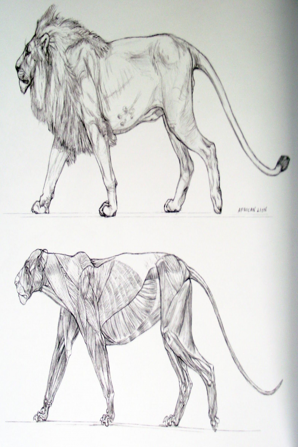 African Lion Art - © Terryl Whitlatch  Animal drawings, Lion