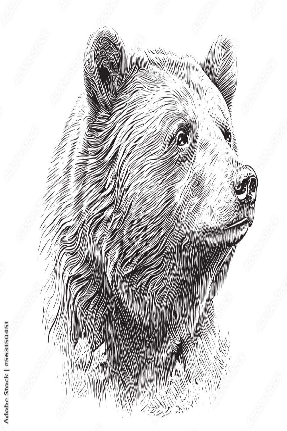 Beautiful realistic bear portrait hand drawn engraving sketch