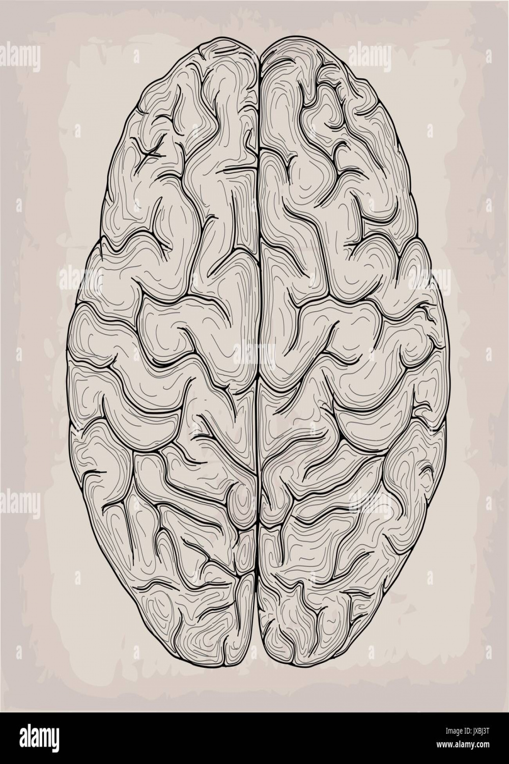 Detailed brain drawing hi-res stock photography and images - Alamy