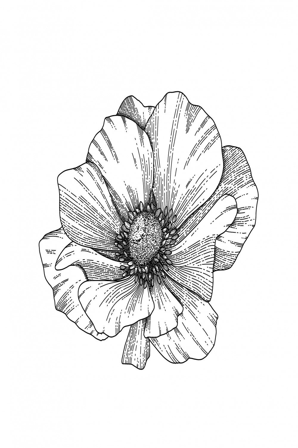 draw gorgeous detailed line drawings of all things florals