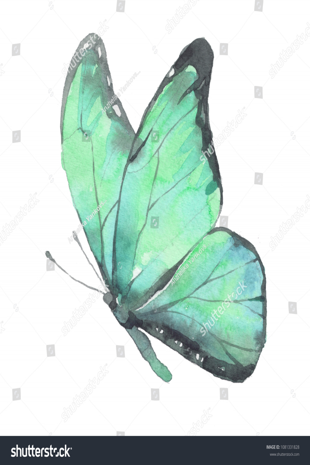 Drawing Green Butterfly Watercolor: Stockillustration