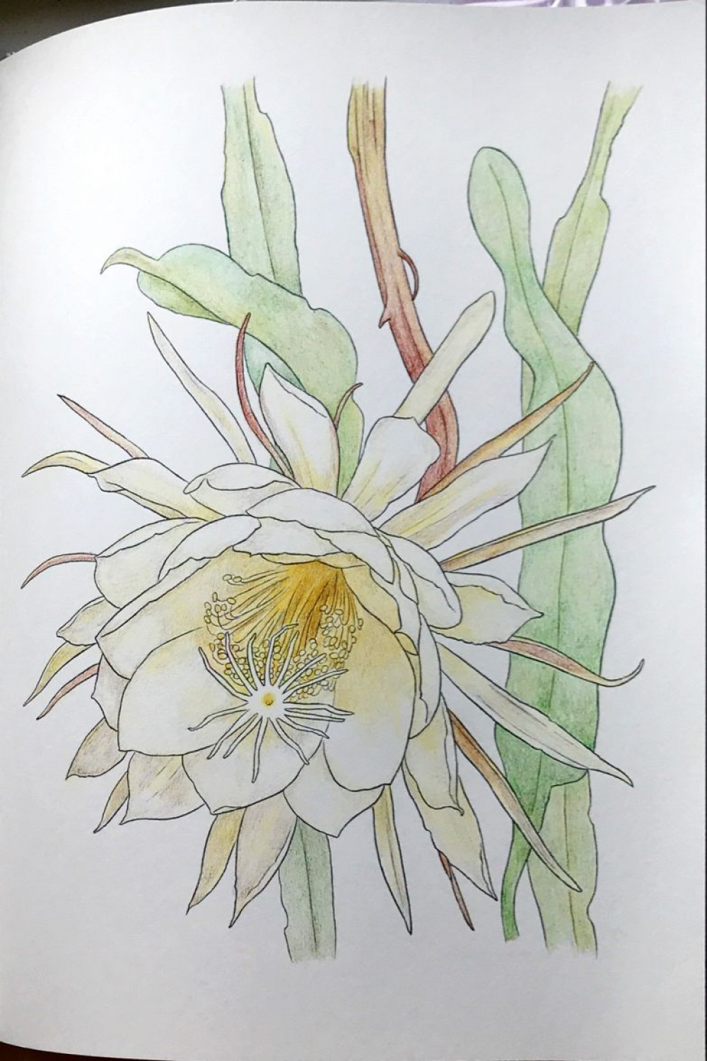 Epiphyllum: Queen of the Night 曇花  Flower drawing, Flower line