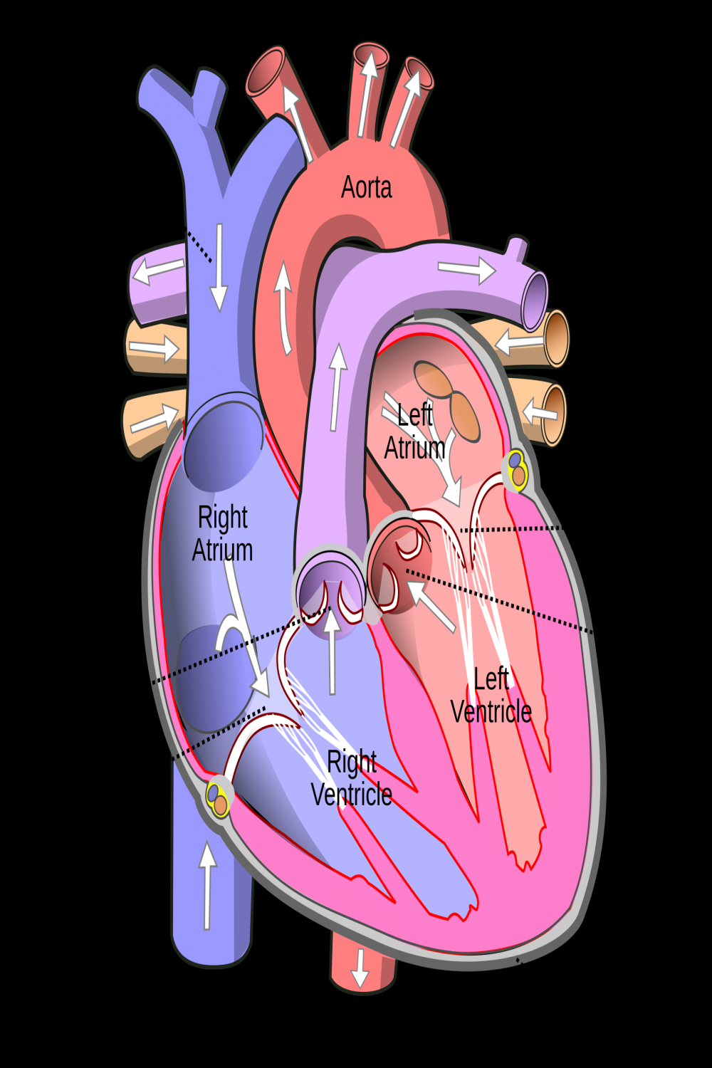 File:Diagram of the human heart (cropped)