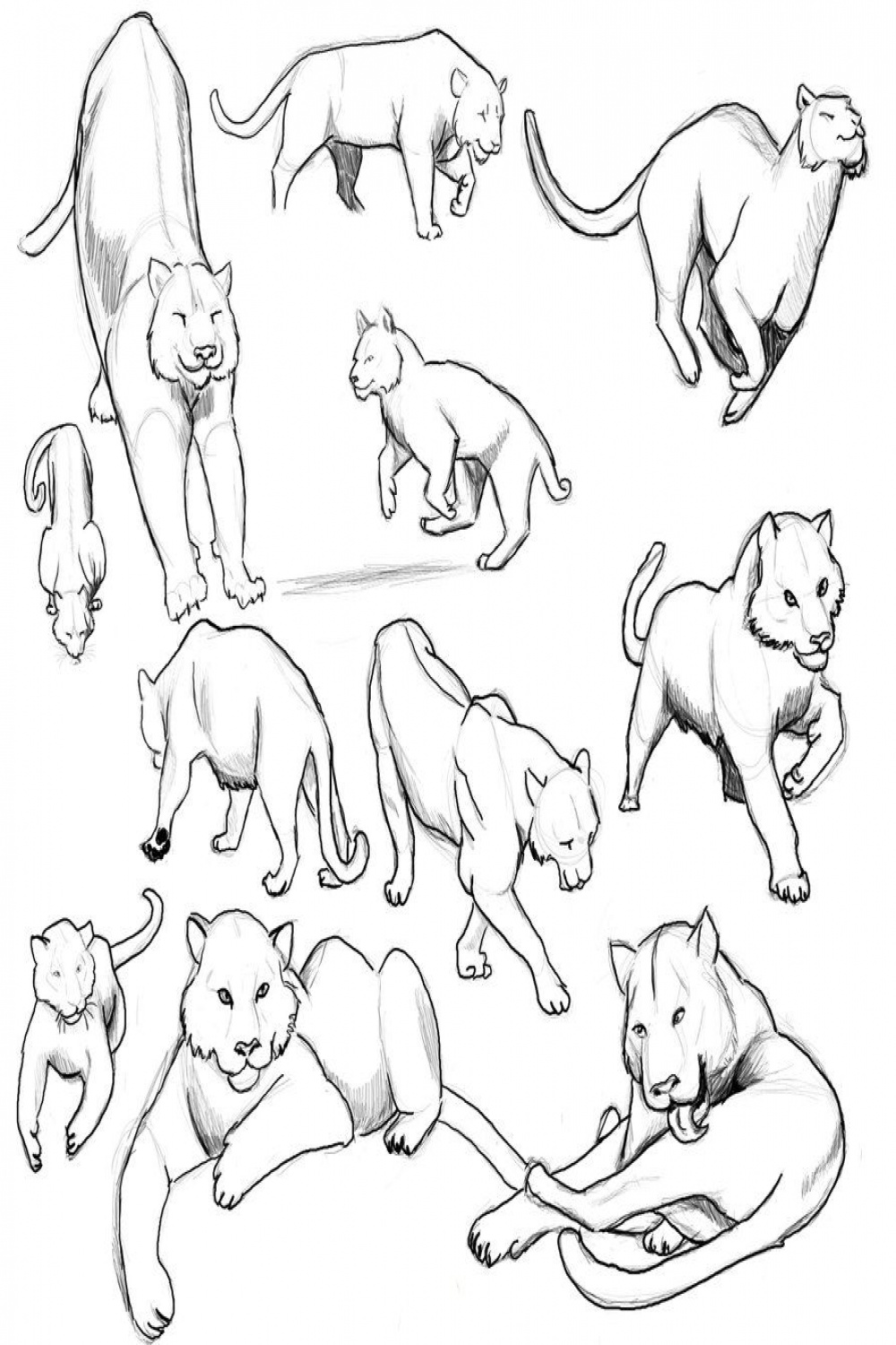 Four Cat Poses by DrunkOnTea on DeviantArt  Animal drawings, Cat