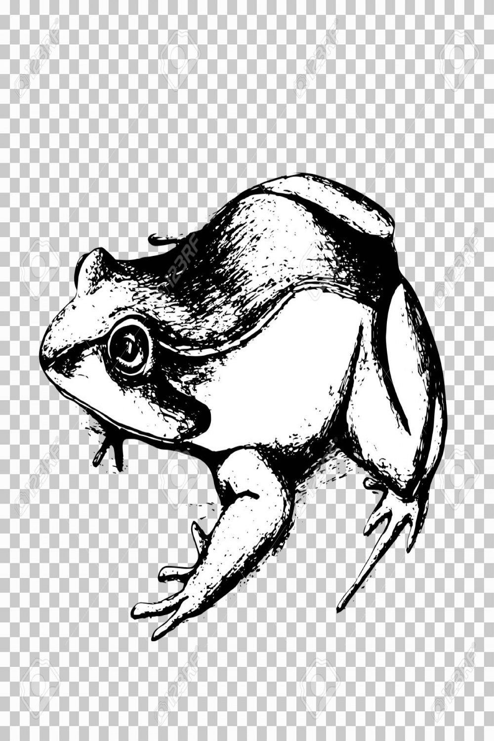 Frog Hand Drawing, Black Sketch Animal On A Transparent Background