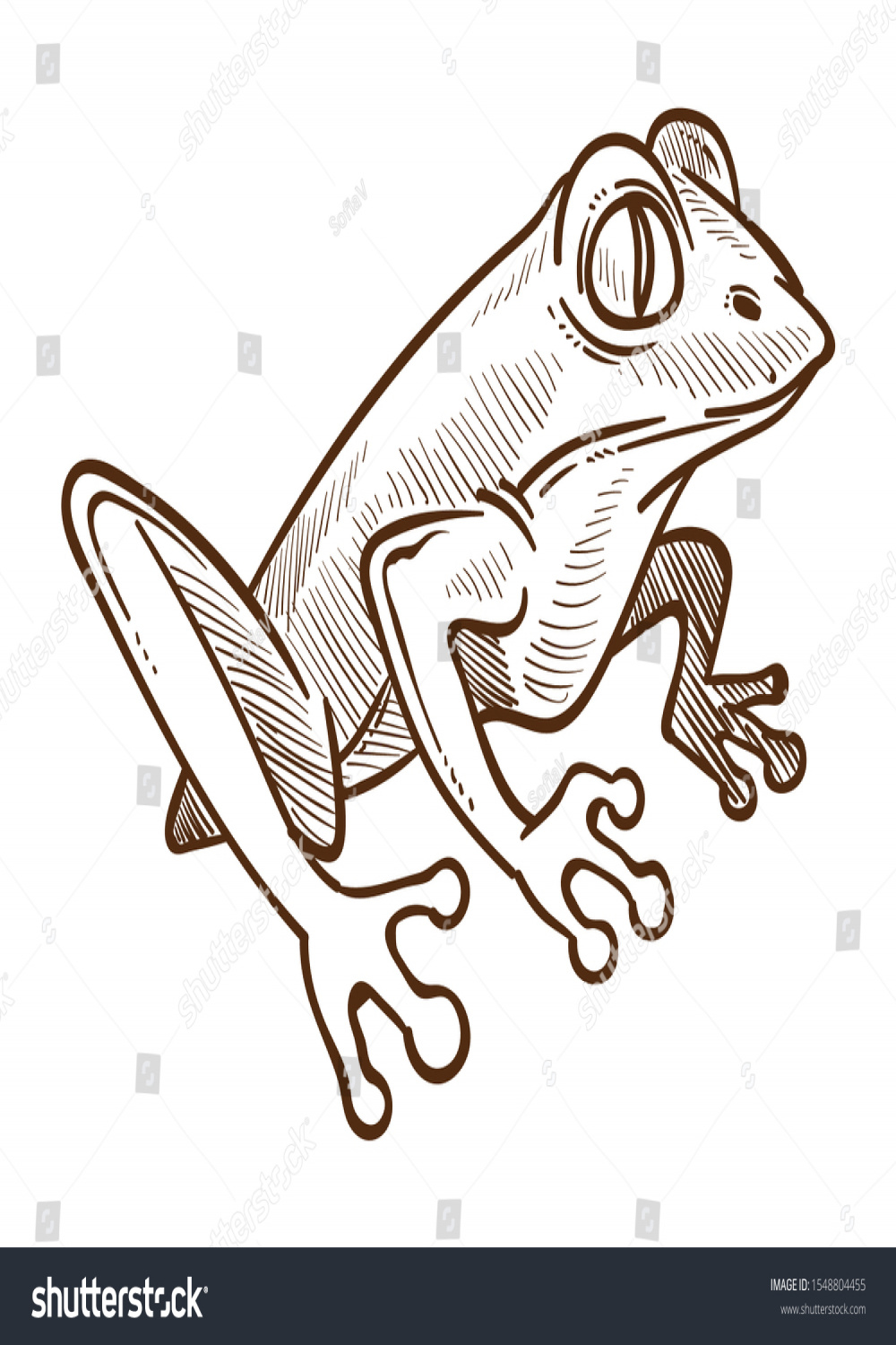 Frog Sitting Side View Amphibian Animal Stock Vector (Royalty Free