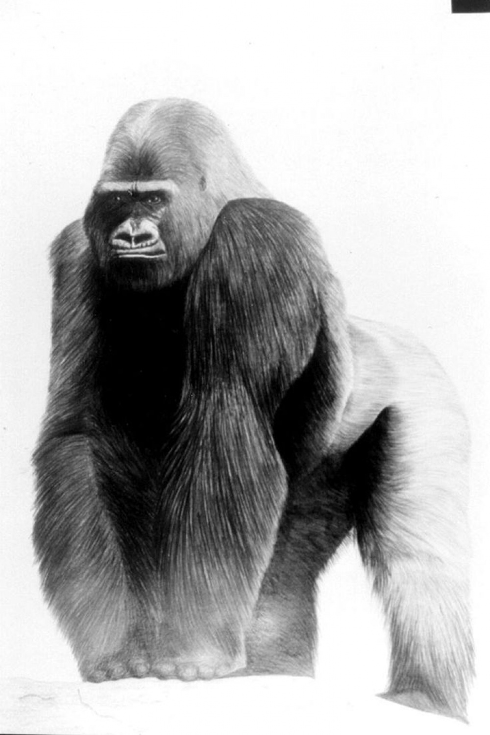 GORILLA Drawing  Drawings, Animal drawings, Gorilla tattoo