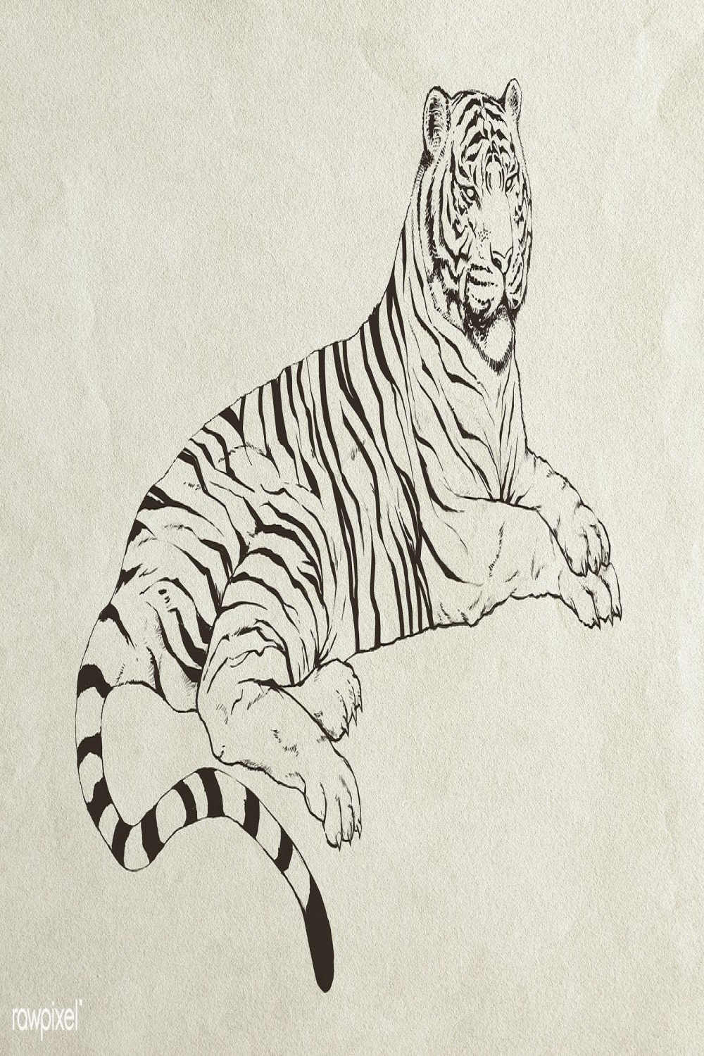 Hand drawn lying tiger illustration  premium image by rawpixel