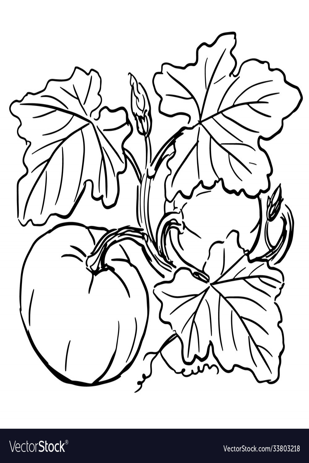 Hand-drawn pumpkin vine Royalty Free Vector Image