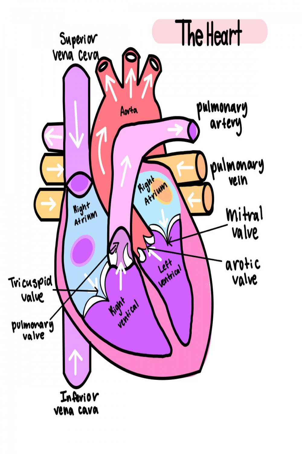 Heart diagram anatomy goodnotes aesthetic  Heart diagram, Biology