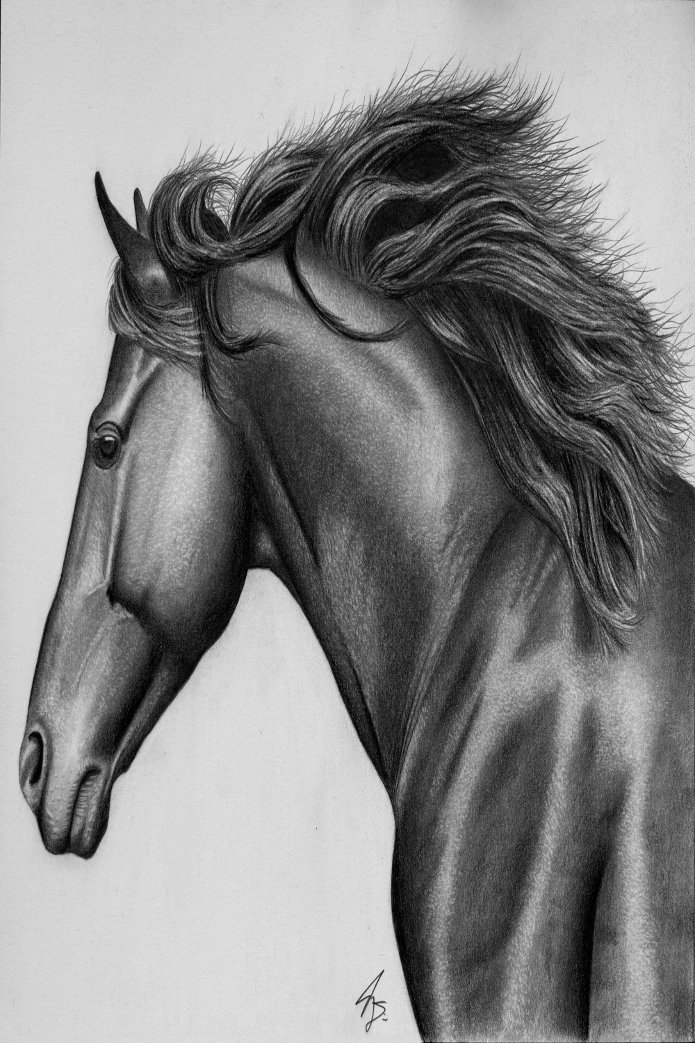 Horse Graphite Pencil Drawing PRINT - Etsy Österreich