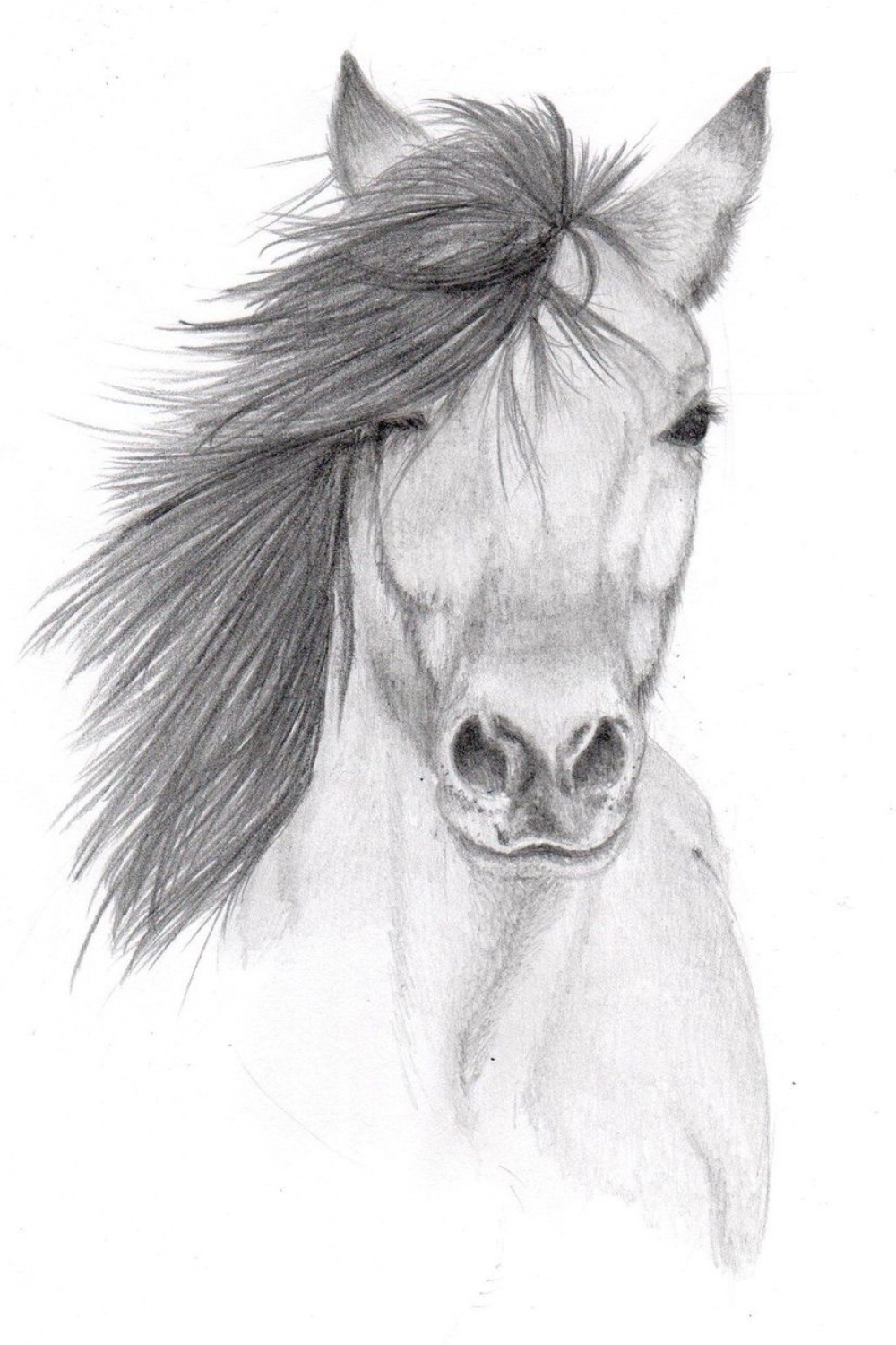 Horse sketch  Horse drawings, Pencil sketches of animals, Pencil