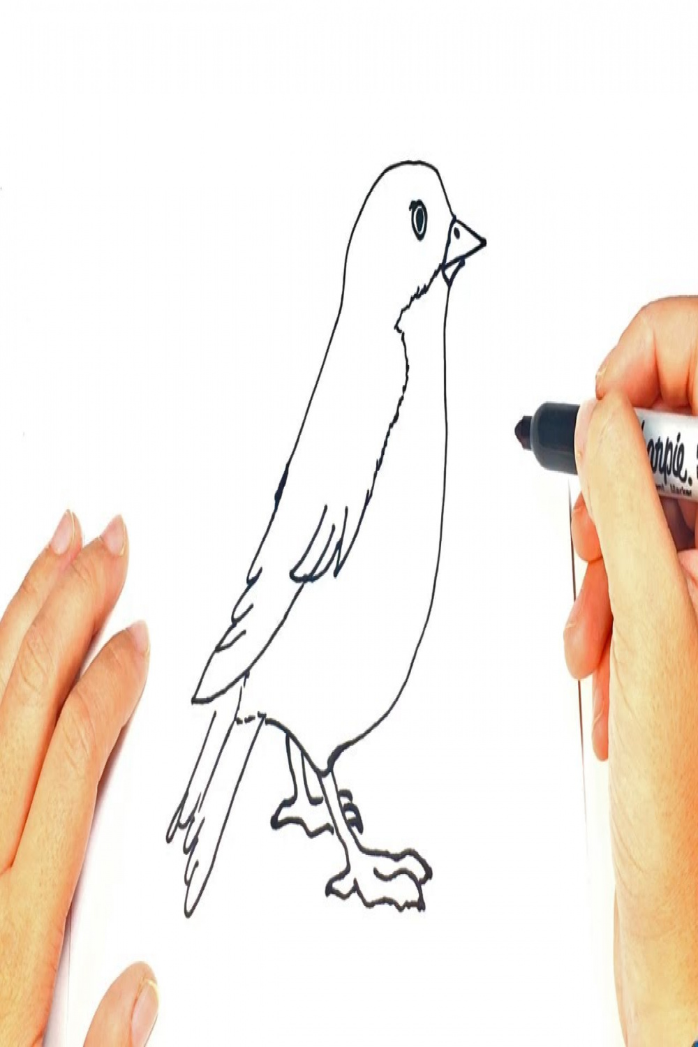 How to draw a Bird  Bird Easy Draw Tutorial