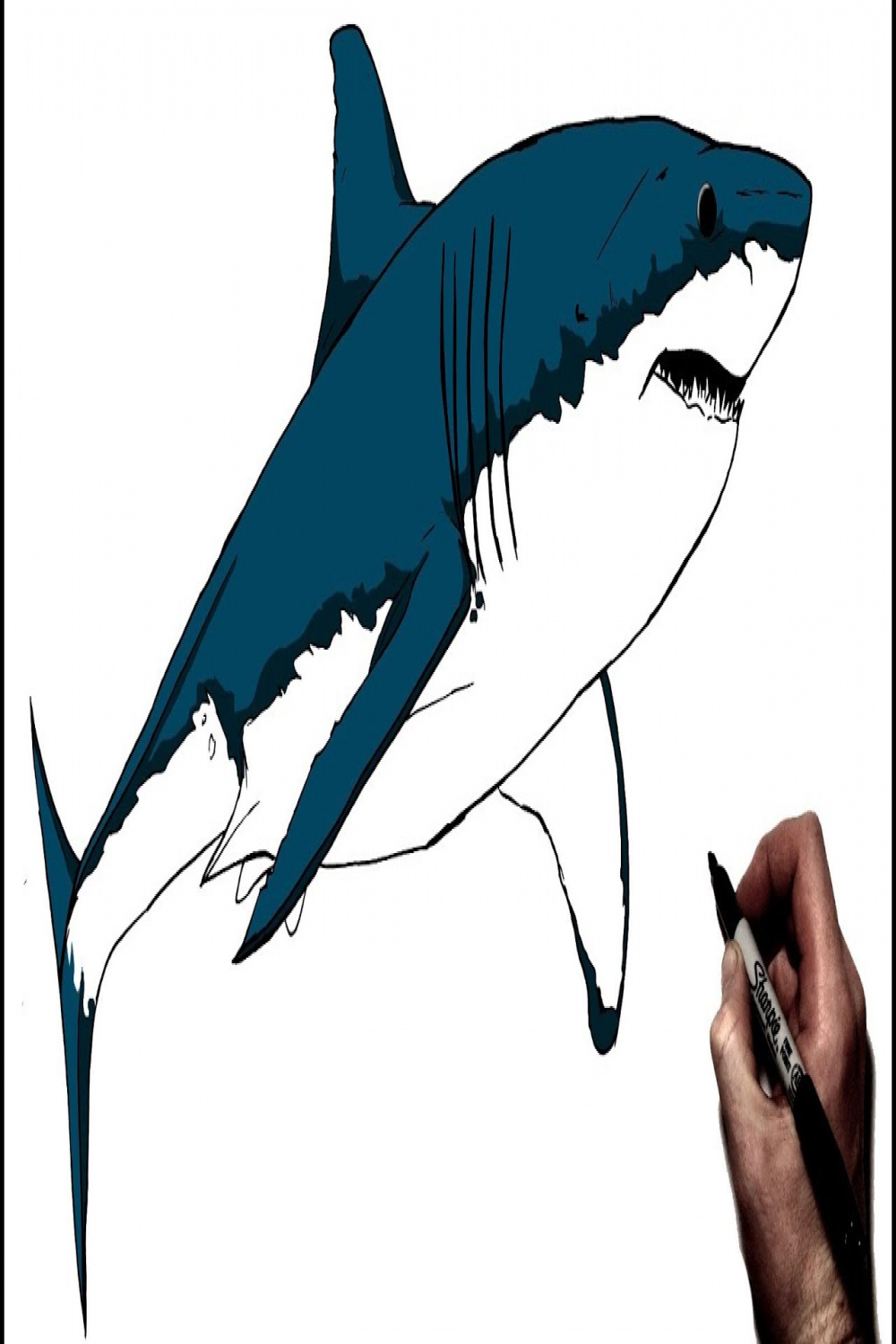 How to Draw A Great White Shark  Step By Step