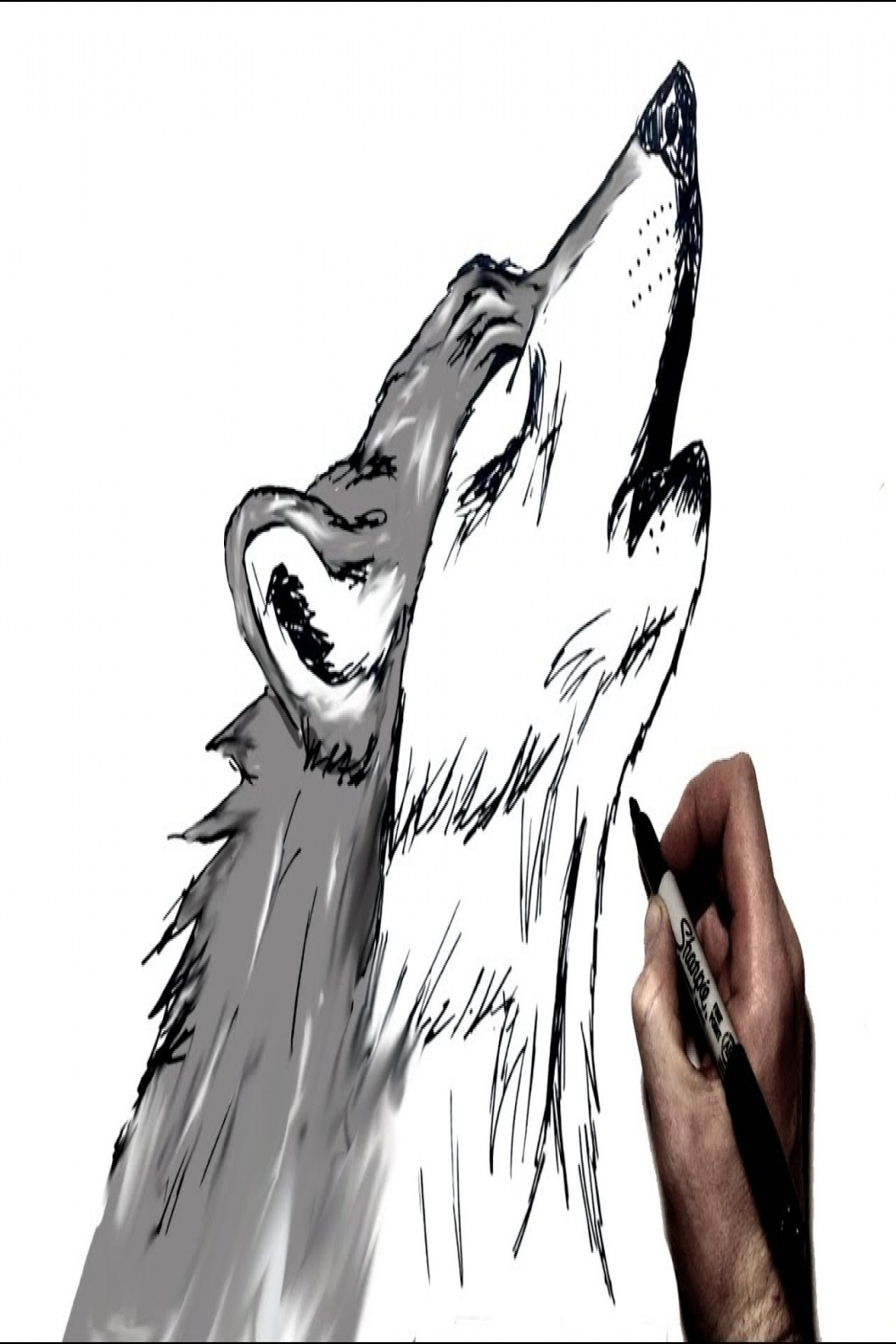 How to Draw A Howling Wolf  Step by Step