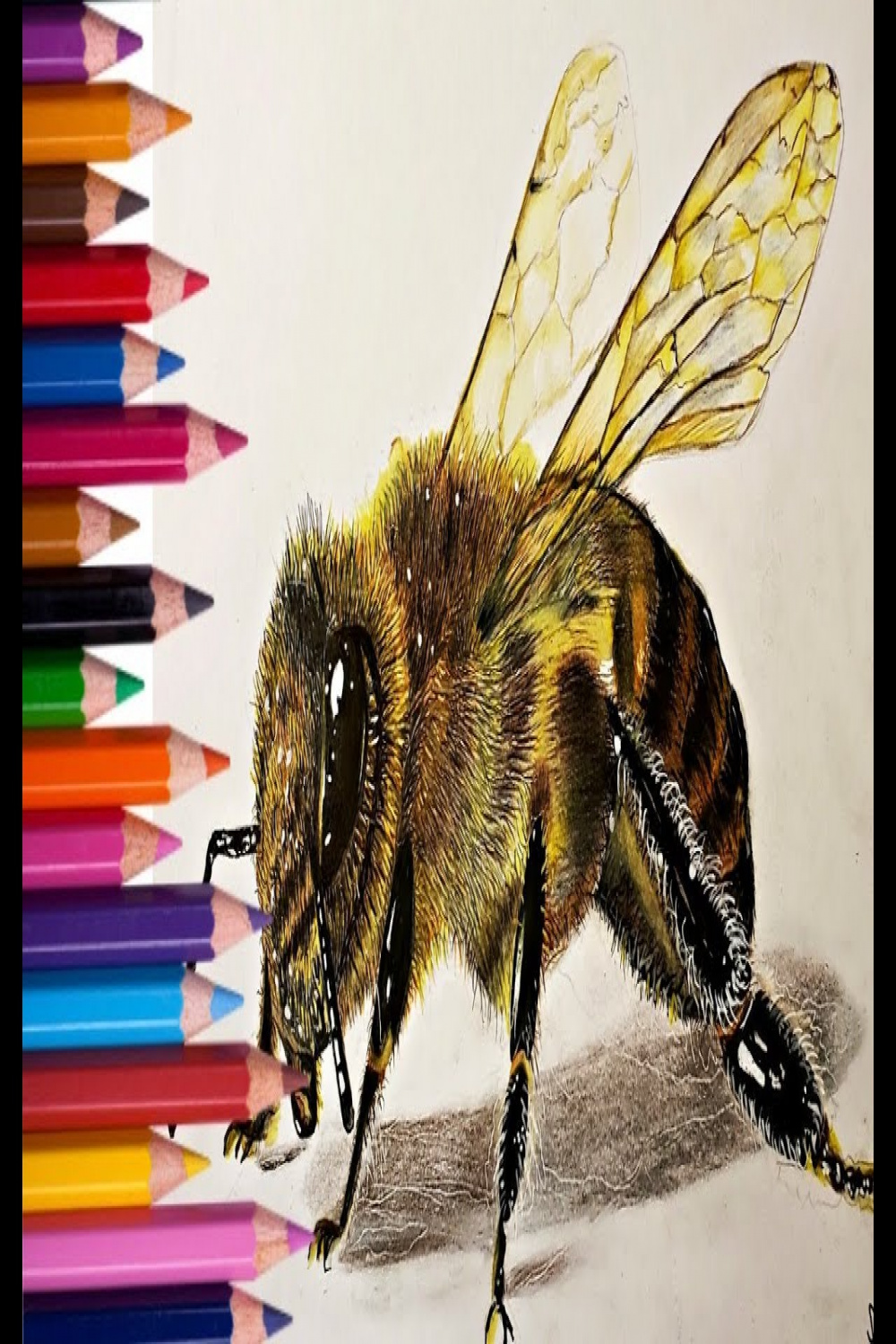 How To Draw A Realistic Bee