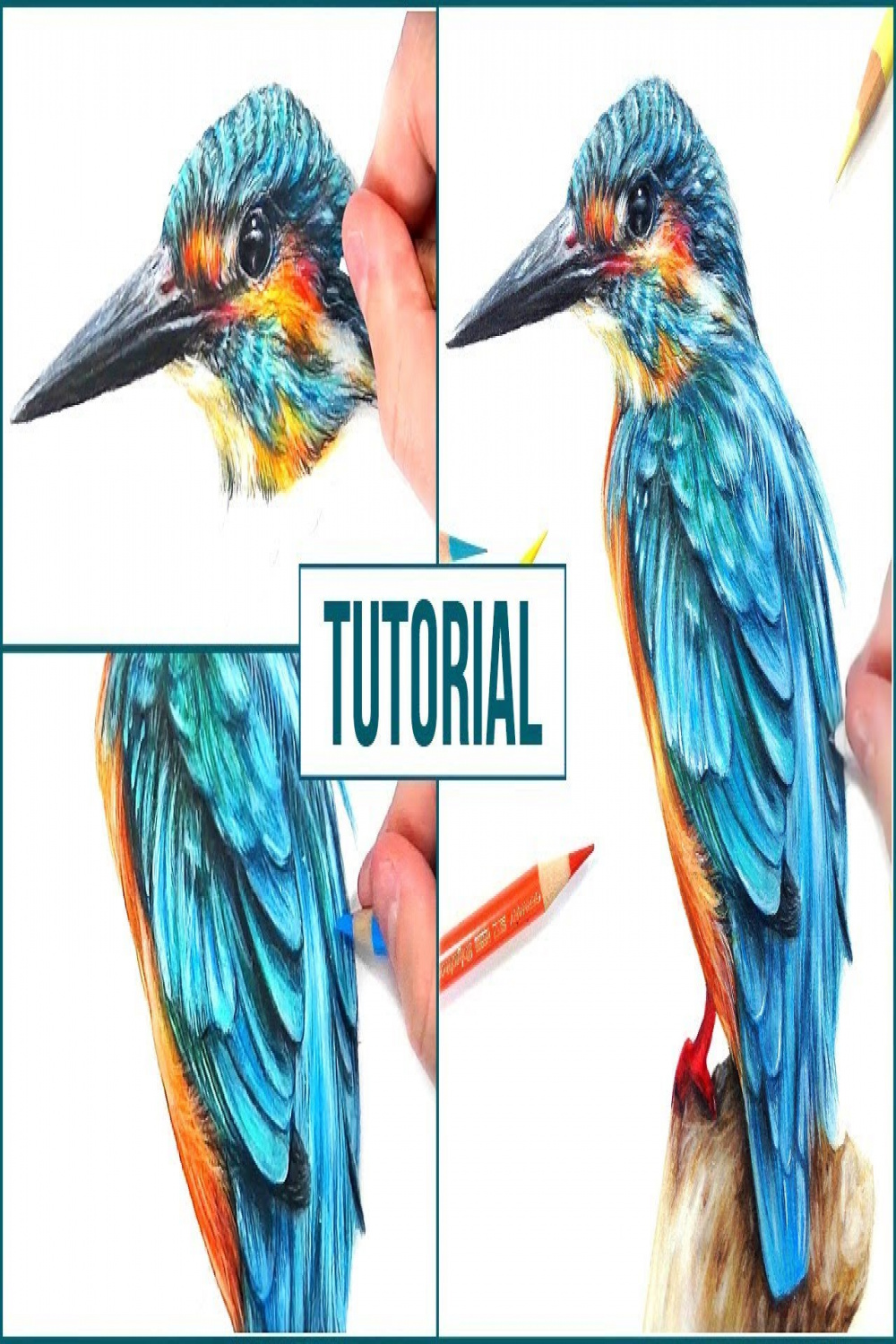 How to Draw a Realistic Bird using Coloured Pencils  Step by Step Drawing  Tutorial