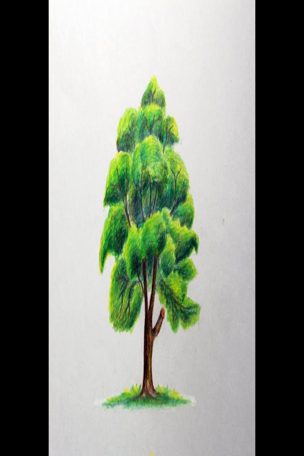 How to Draw a Tree with Colored Pencils