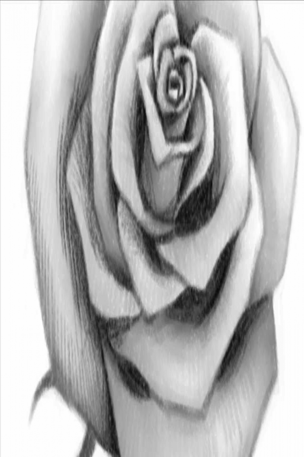 How to Draw an Open Rose