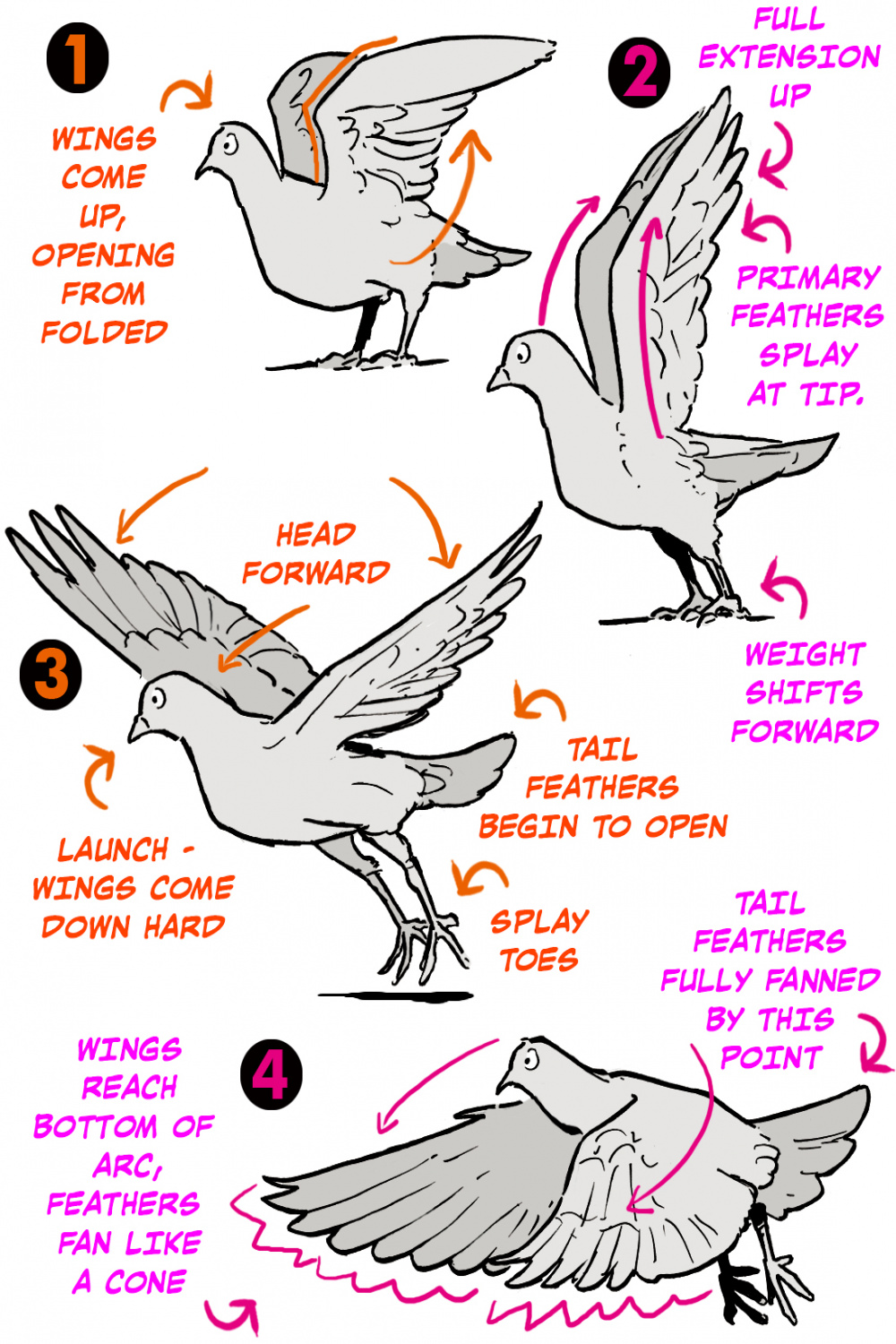 How To Draw Bird Wings  Art Rocket