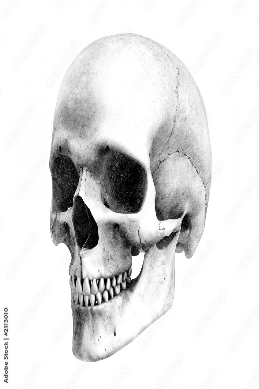 human skull - / view - pencil drawing style Stock-Illustration