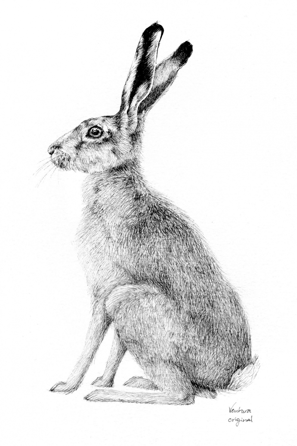 Image result for drawing of a hare  Hare drawing, Rabbit