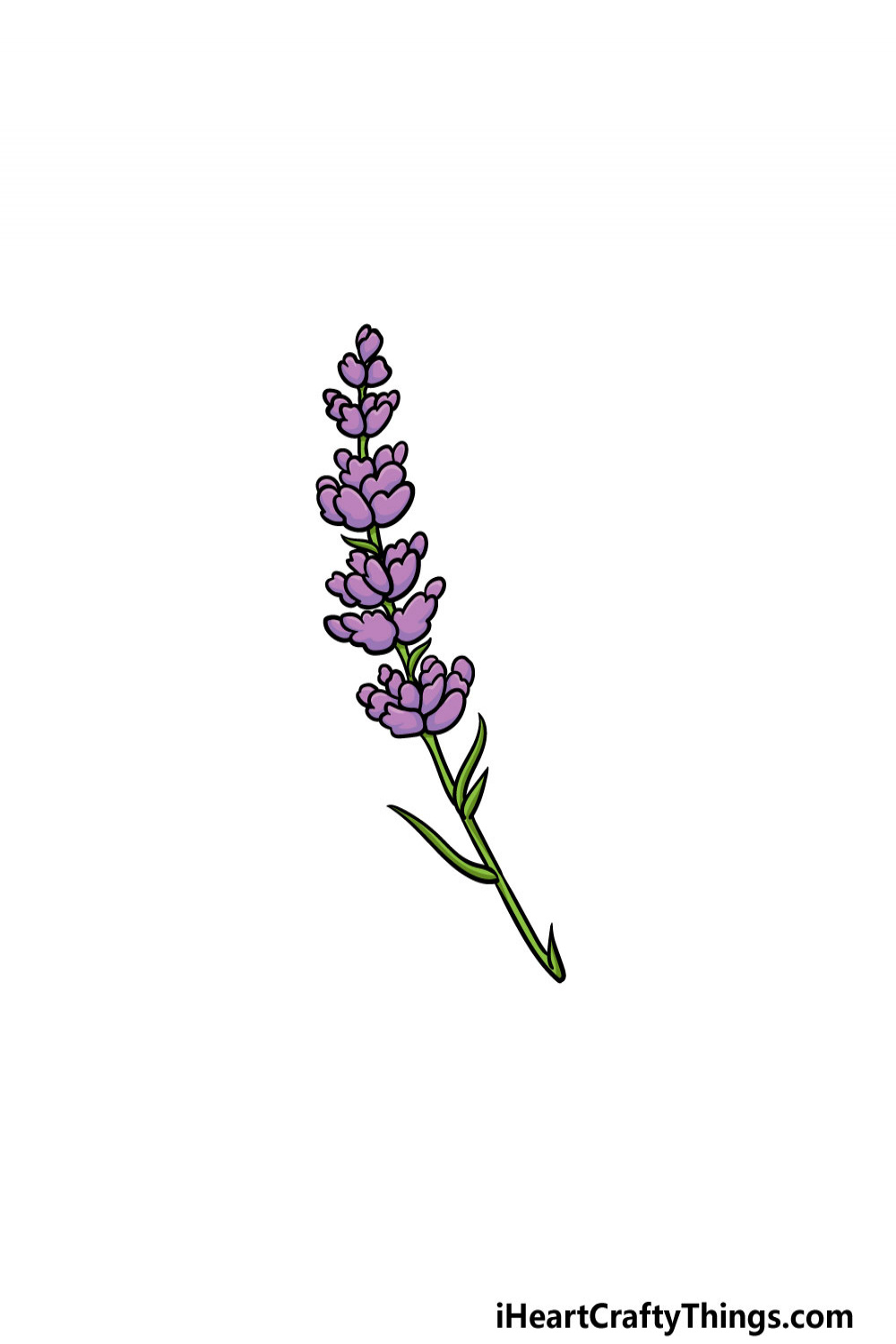 Lavender Drawing - How To Draw Lavender Step By Step