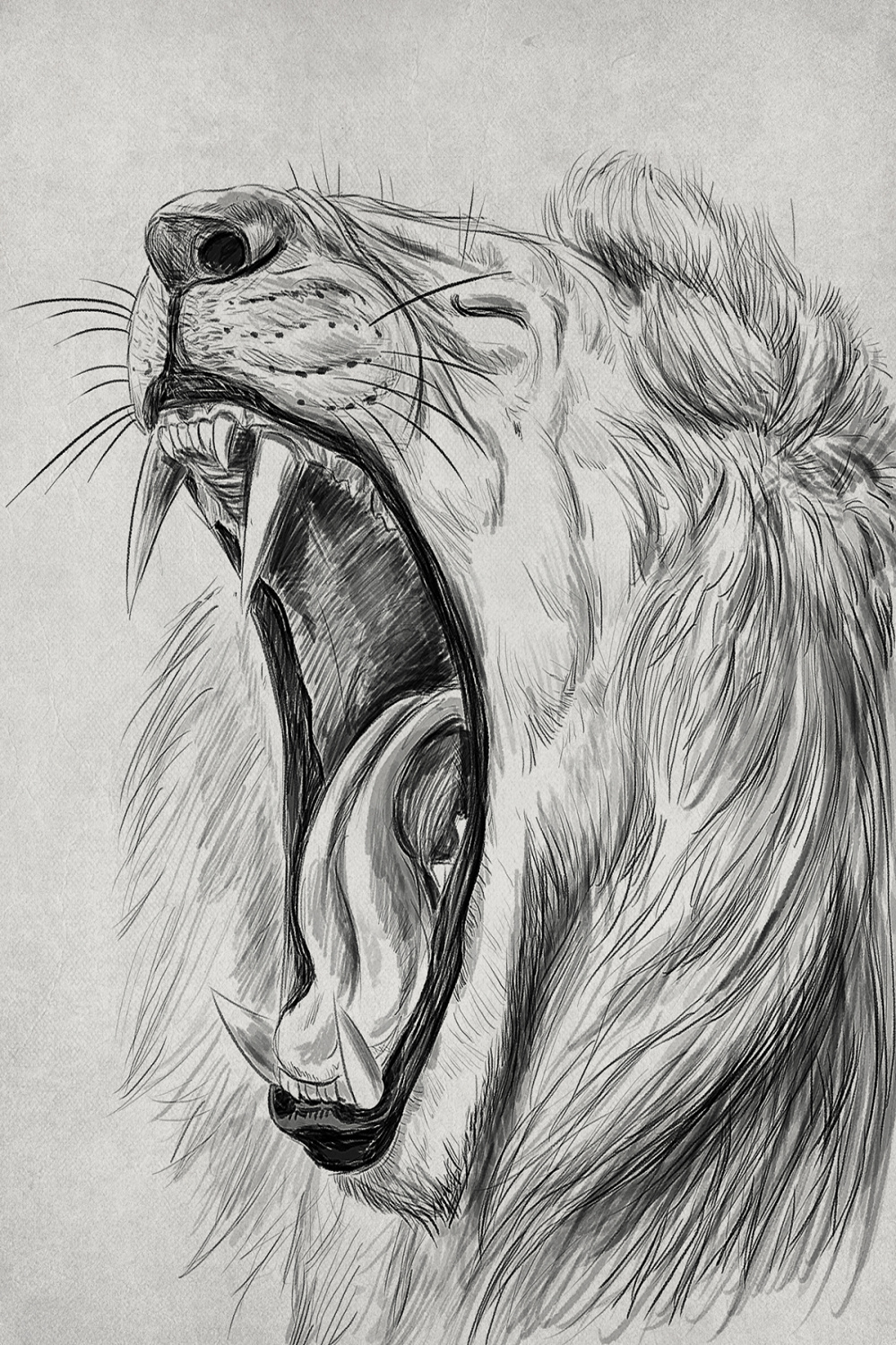 LION YAWN on Behance