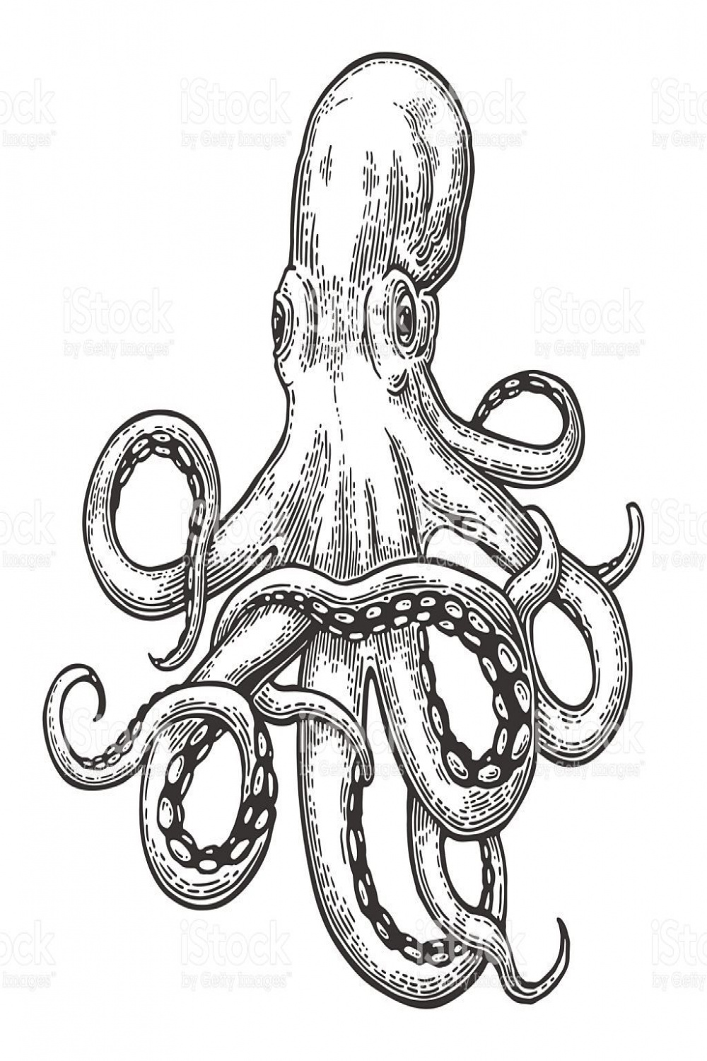 Octopus. Vector black engraving vintage illustrations