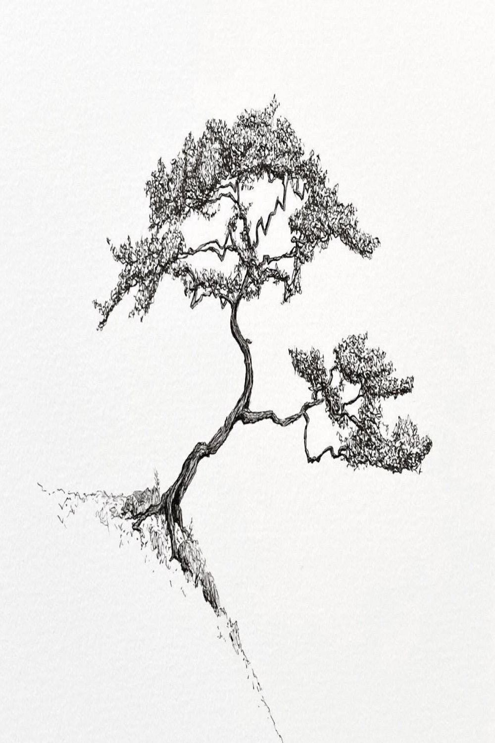 Pine, Original Tree Drawing. Black and White, Korean Tree